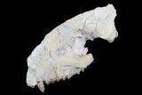 Oreodont (Merycoidodon) Partial Skull - Wyoming #95062-4